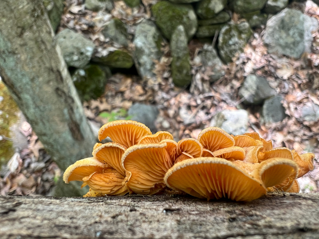 Stinking Orange Oyster · May 2026 · photo: Photo: (c) Deana Tempest Thomas, some rights reserved (CC BY) · iNaturalist