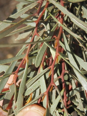 Eucalyptus spathulata spathulata