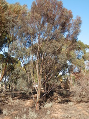 Eucalyptus spathulata spathulata