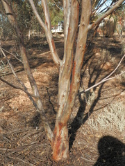 Eucalyptus spathulata spathulata