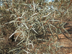Eucalyptus spathulata spathulata