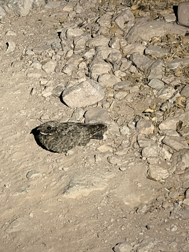Common Poorwill observed by rustedshrooms