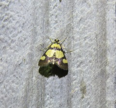 Deuterarcha xanthomela
