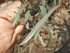 Eucalyptus spathulata spathulata