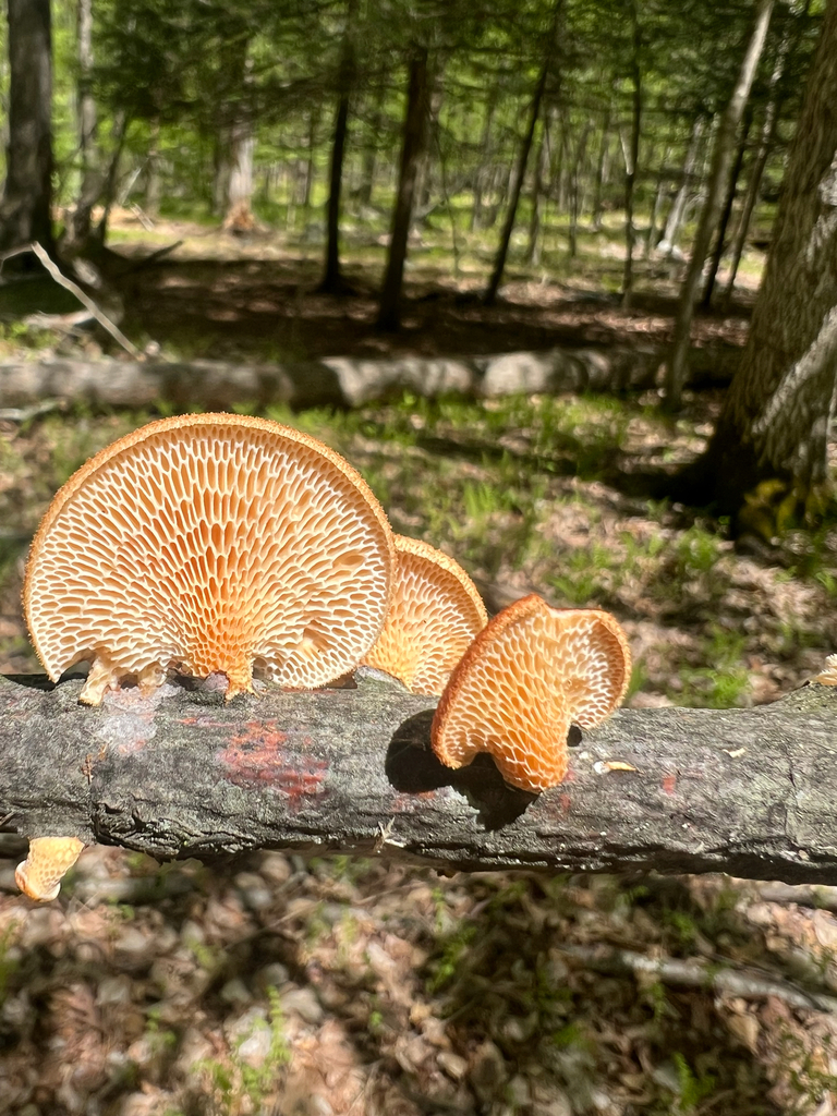 Neofavolus americanus · May 2026 · photo: Photo: (c) Deana Tempest Thomas, some rights reserved (CC BY) · iNaturalist