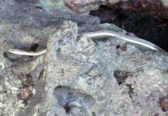Psammophis orientalis