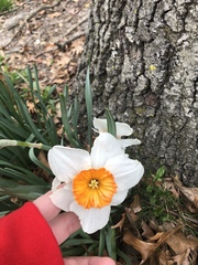 Narcissus poeticus