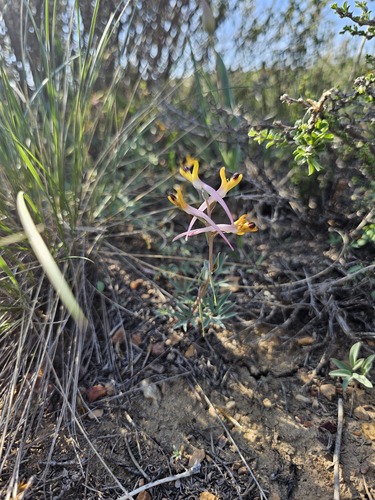 Corydalis schanginii, photograph 5