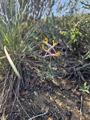 Yeskendir Satekov, CC BY, iNaturalist via GBIF Corydalis schanginii, photograph Yeskendir Satekov, CC BY, iNaturalist via GBIF