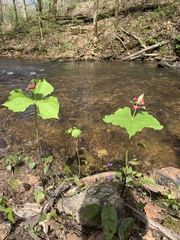 Trillium