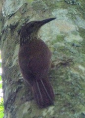 Dendrocolaptes platyrostris