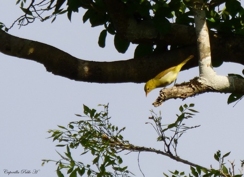 Guira Tanager (Hemithraupis guira), photo 8