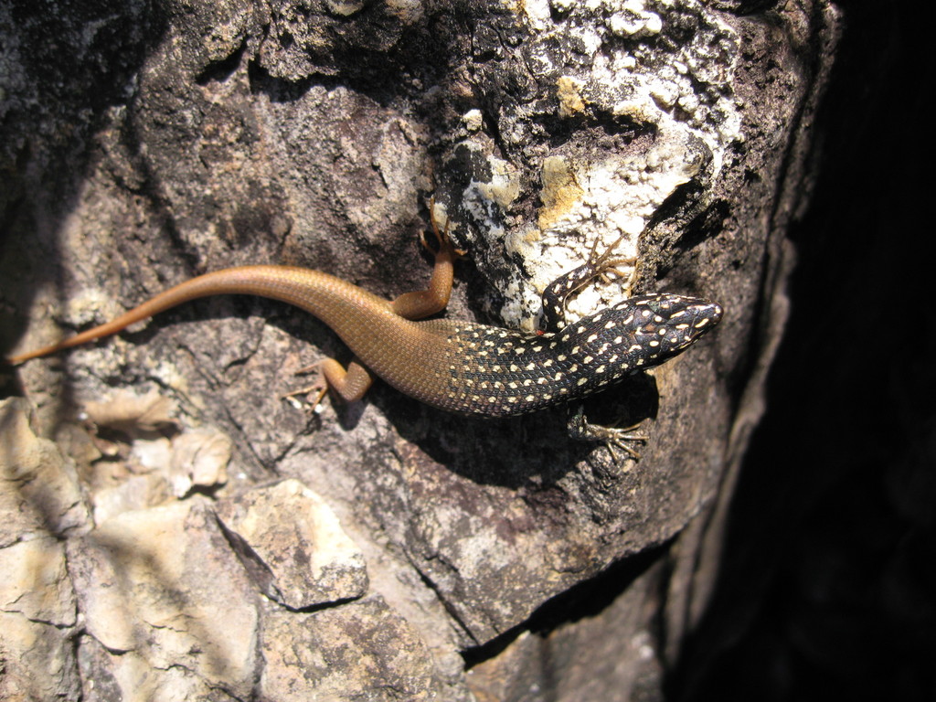 Gold-Spotted Mabuya