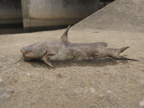 Vachell's bagrid catfish (Pseudobagrus vachellii) — Bagridae — 2