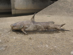 Tachysurus vachellii