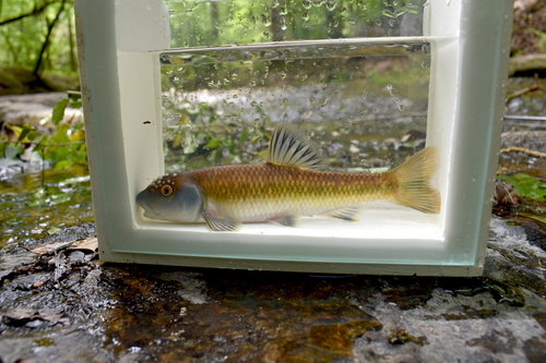 Bluehead chub (Nocomis leptocephalus) — Cyprinidae — 4