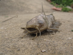 Tachysurus vachellii