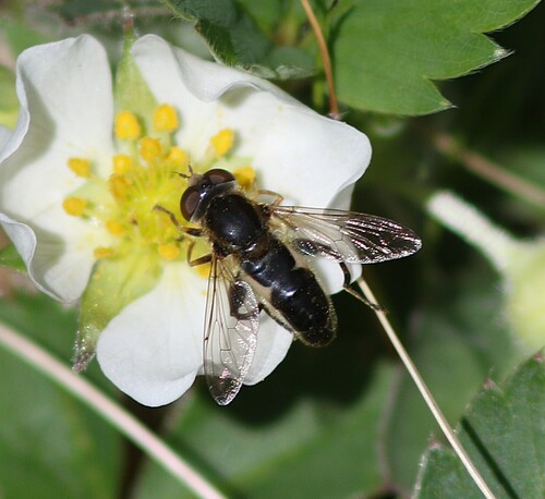 Two-lined Swamp Fly photo 2