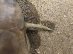 Tachysurus vachellii