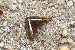 Adelpha aricia
