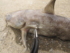 Tachysurus vachellii