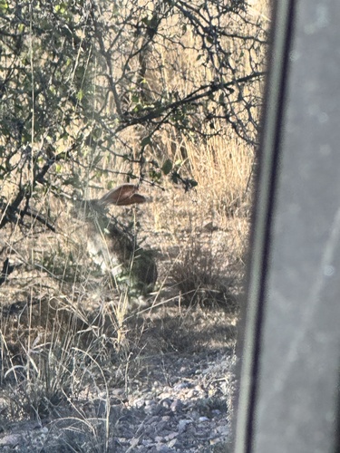 Antelope Jackrabbit observed by lucaspigeon