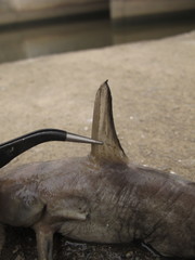 Tachysurus vachellii