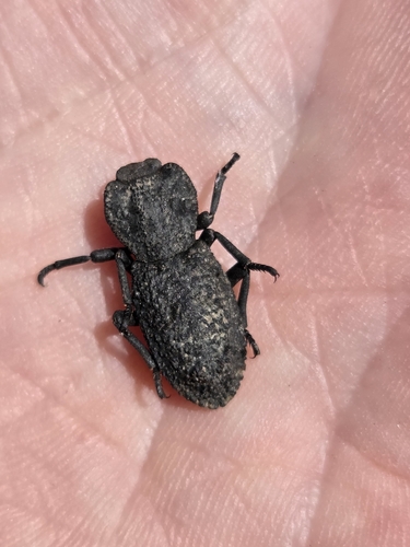 iNaturalist observation photo of Diabolical Ironclad Beetle