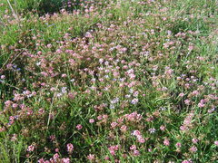 Trifolium polymorphum