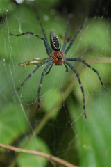 Aglaoctenus castaneus