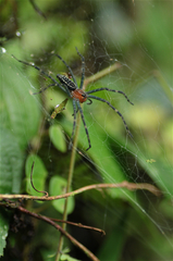 Aglaoctenus castaneus