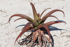 Aloe vaombe, photograph (c) amantedarmanin, some rights reserved (CC BY)