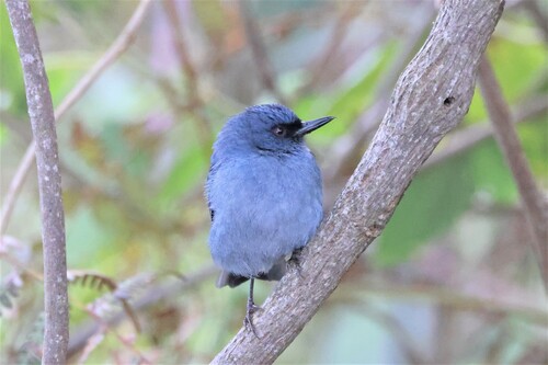 Bluish Flowerpiercer (Diglossa caerulescens), photo 2