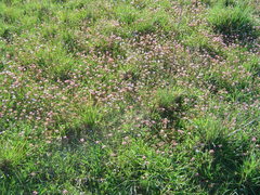 Trifolium polymorphum
