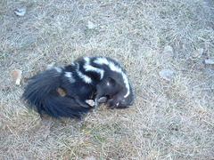 Plains Spotted Skunk photo 5