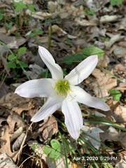 Zephyranthes atamasco