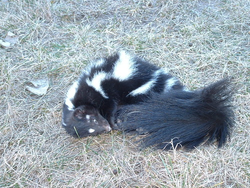 Plains Spotted Skunk
