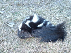 Plains Spotted Skunk photo 4