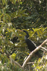 Anhinga anhinga anhinga