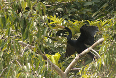 Anhinga anhinga anhinga