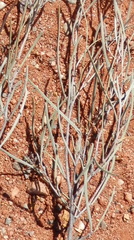Acacia aneura