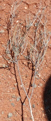 Acacia aneura