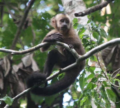 Sapajus apella