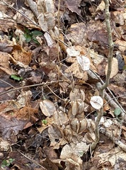 Dioscorea quaternata