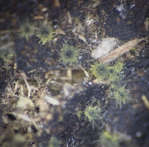 Chaetomium globosum observed 2020-04-03