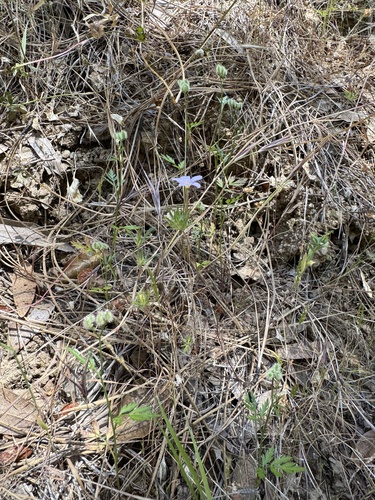 Leptosiphon androsaceus, photograph 6
