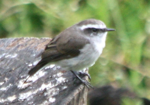 Ochthoeca leucophrys