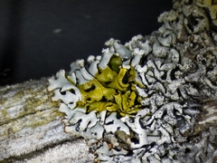 Hypogymnia incurvoides