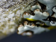 Hypogymnia incurvoides