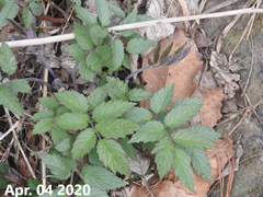 Cardamine leucantha